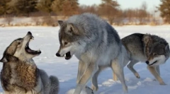 Kdo je močnejši: pes ali volk